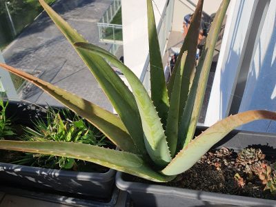 Se regalan plantas de Aloe Vera