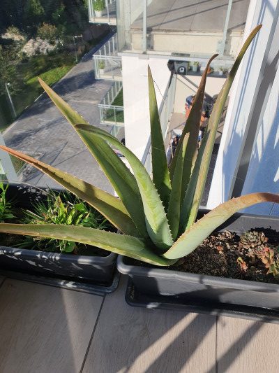 Se regalan plantas de Aloe Vera